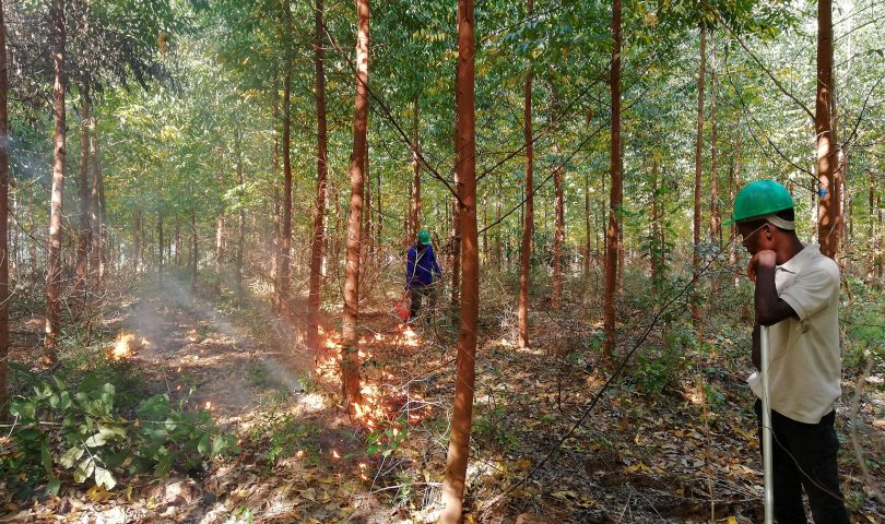 BRIGAID GIFF evaluates the use of prescribed fires in eucalyptus plantations in Mozambique