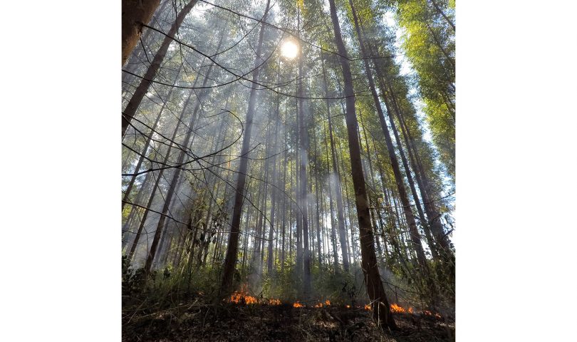 BRIGAID GIFF evaluates the use of prescribed fires in eucalyptus plantations in Mozambique