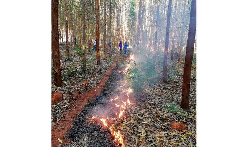 BRIGAID GIFF evaluates the use of prescribed fires in eucalyptus plantations in Mozambique