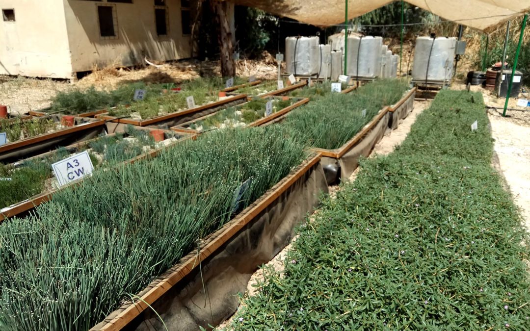 Halophyte Zeolite Wetlands